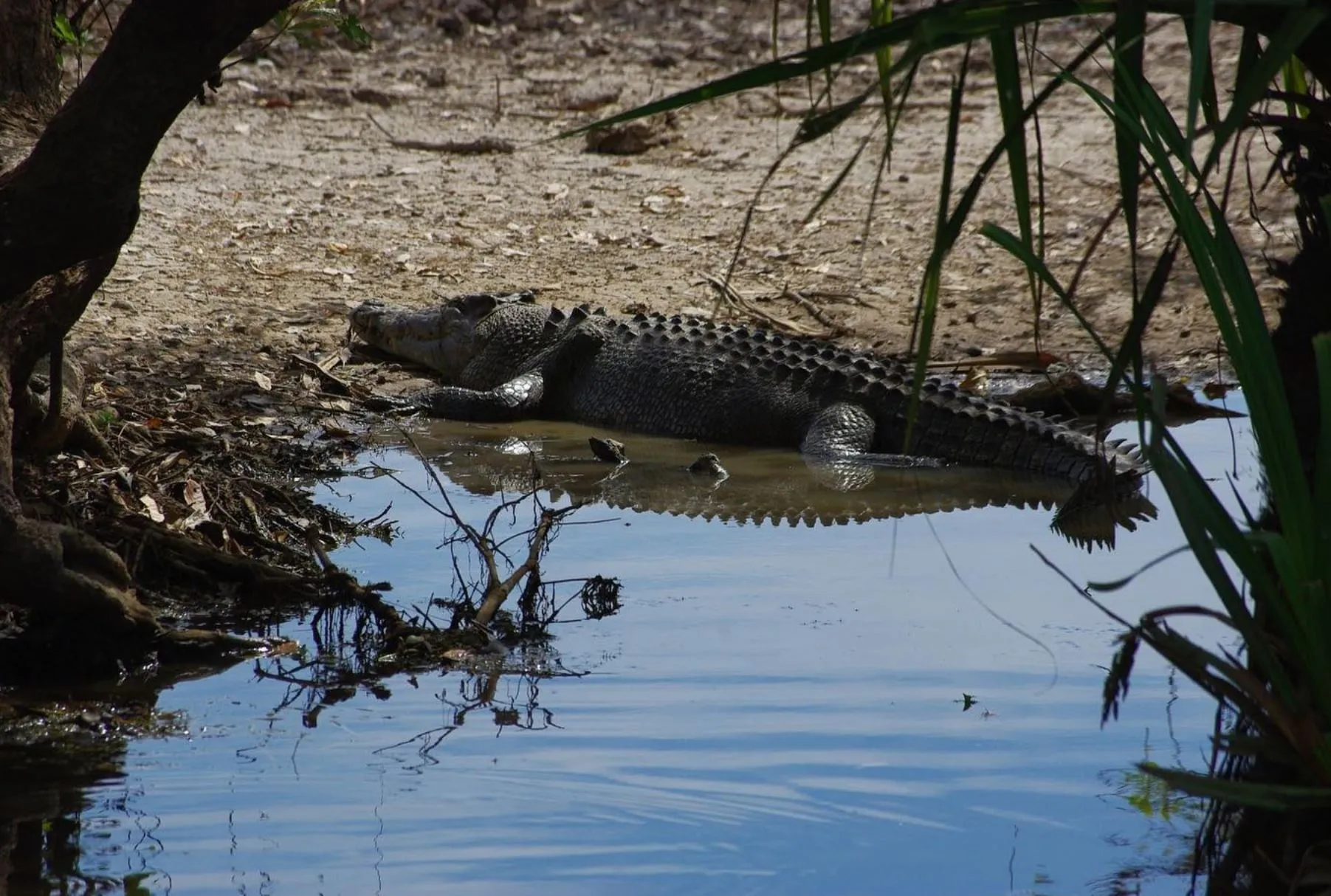 westinemenus | How Many Crocodile Attacks Have Occurred in Kakadu? westinemenus | How Many Crocodile Attacks Have Occurred in Kakadu?