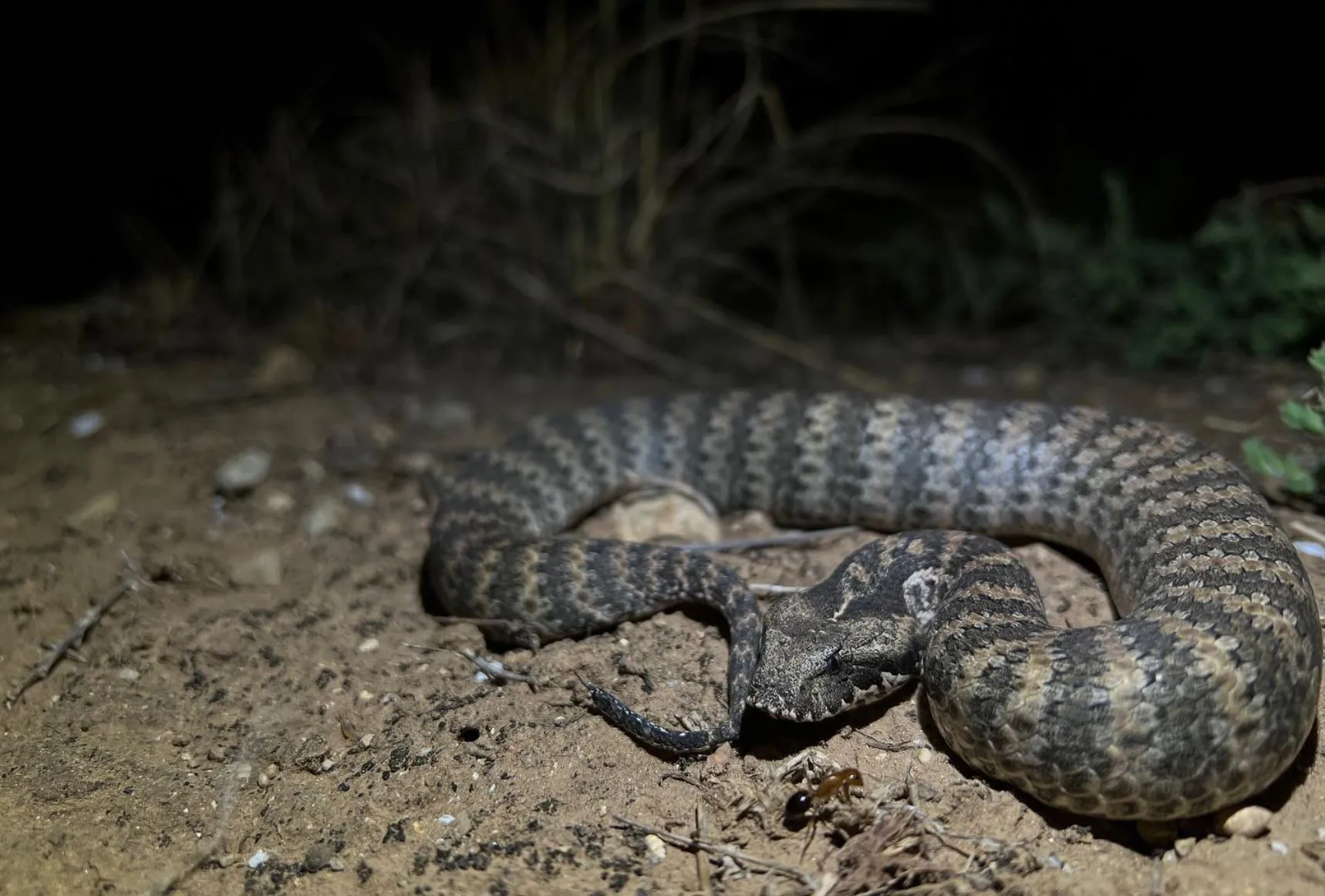 westinemenus | What Types of Snakes Live in Kakadu?