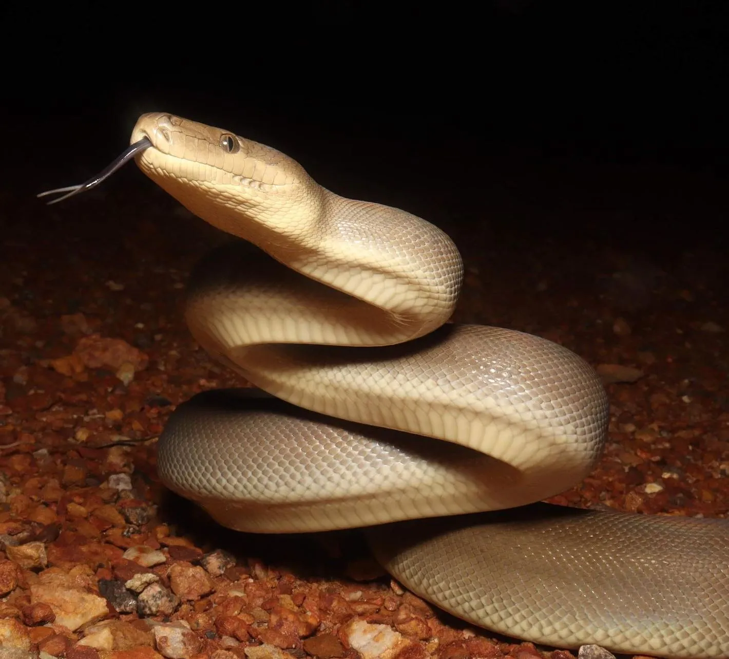 westinemenus | What Types of Snakes Live in Kakadu?