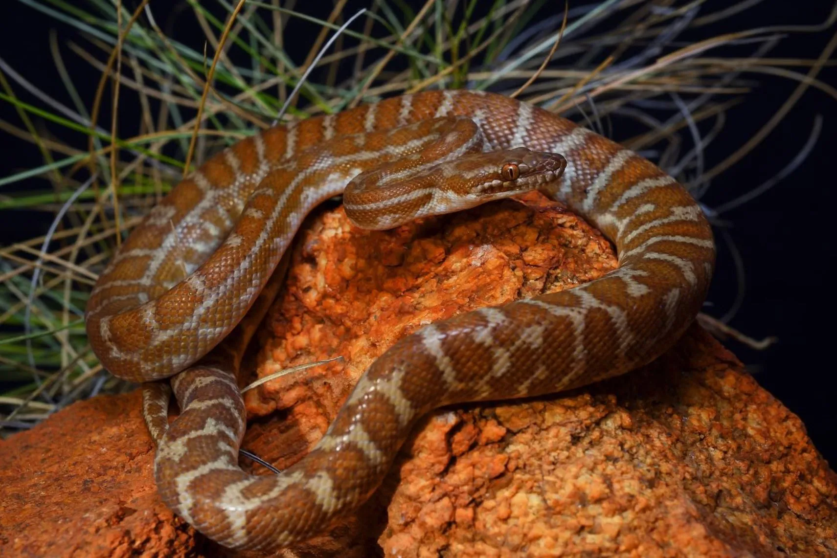 westinemenus | What Types of Snakes Live in Kakadu?