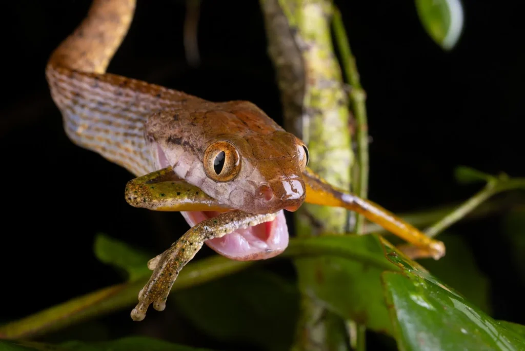 westinemenus | What Types of Snakes Live in Kakadu?