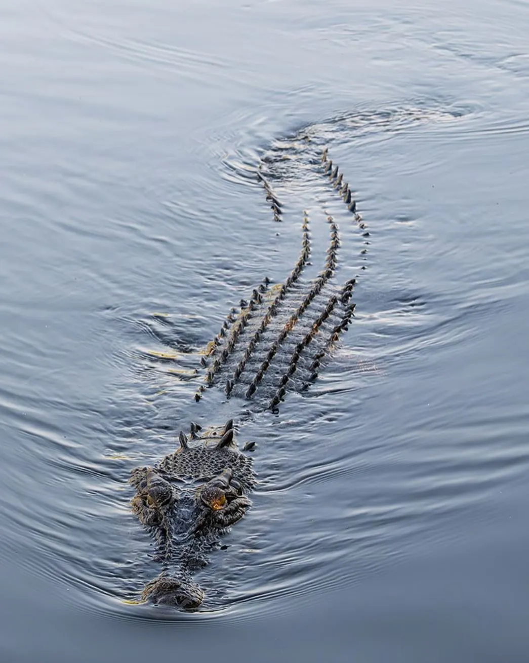 westinemenus | How Many Crocodile Attacks Have Occurred in Kakadu? westinemenus | How Many Crocodile Attacks Have Occurred in Kakadu?
