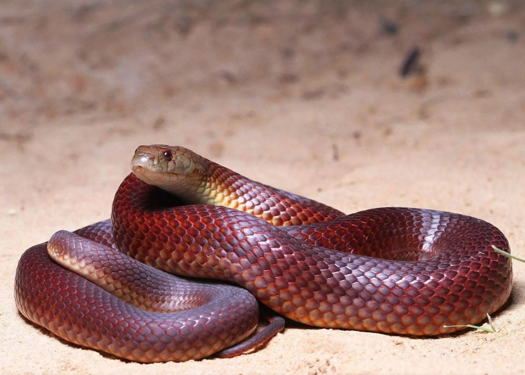 westinemenus | What Types of Snakes Live in Kakadu?