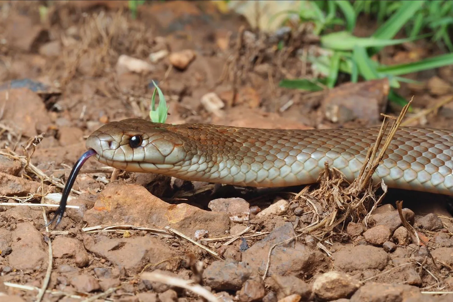 westinemenus | What Types of Snakes Live in Kakadu?