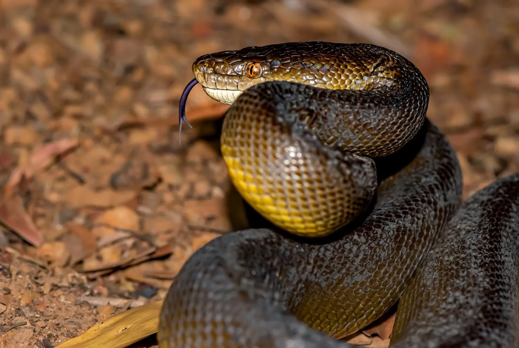 westinemenus | What Types of Snakes Live in Kakadu?