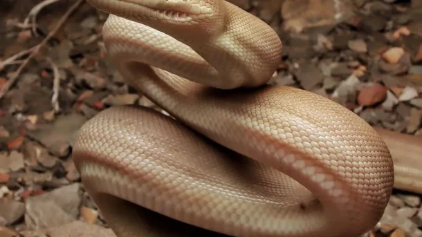westinemenus|What Types of Snakes Live in Kakadu?